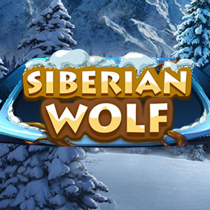 Siberian Wolf